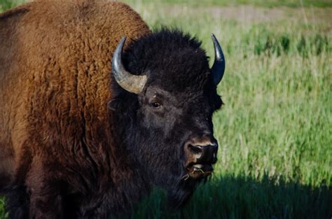 Buffalo Free Stock Photo Public Domain Pictures