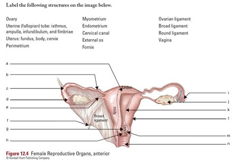 Female Reproductive Organs Anterior Lab 12 12 4 Diagram Quizlet