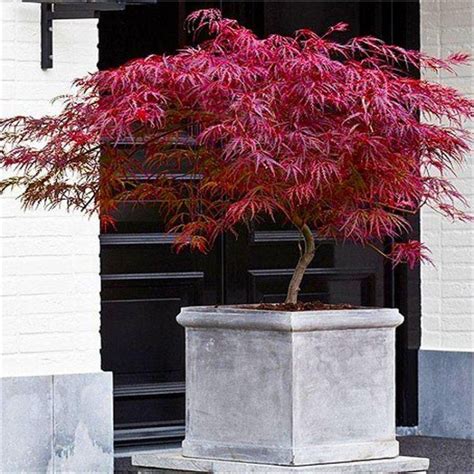 How To Care For Acers Japanese Maple