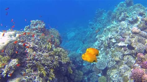 Snorkeling In Marsa Alam Egypt Coraya Bay Schnorcheln Am