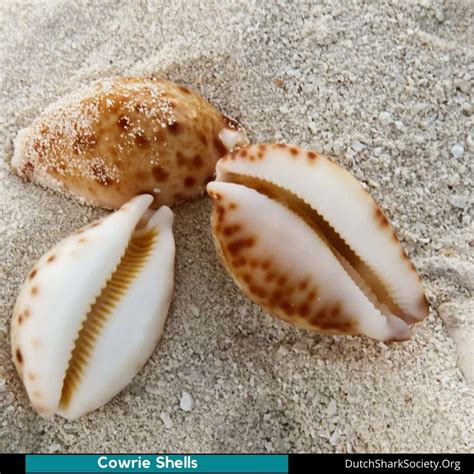 Top 10 Rarest Seashells Dutch Shark Society