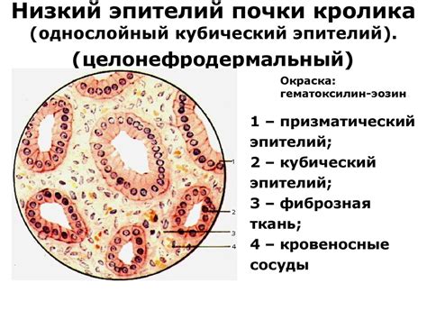 Теории развития тканей в филогенезе - презентация онлайн