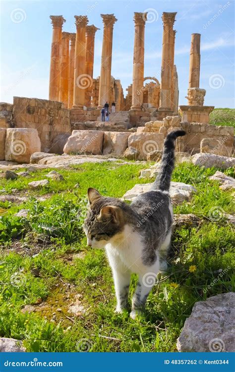 Cat Walking On Roman Ruins Jerash Stock Photo Image Of Middle