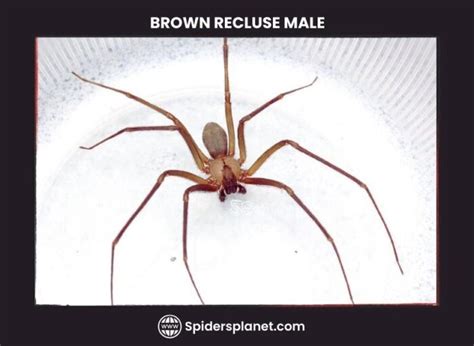 Brown Recluse Spider Violin Spider Habitat Diet Venom And Lifecycle