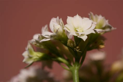 Kalanchoe Flower Plant Free Photo On Pixabay Pixabay