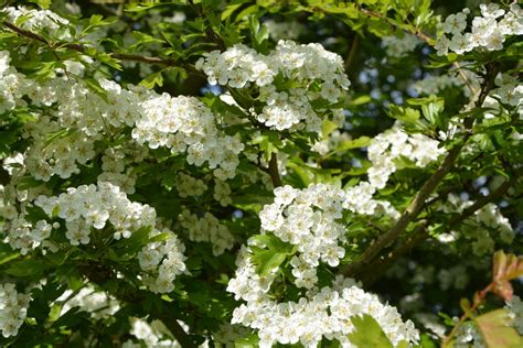 Kostenlose foto Baum Natur Ast blühen Weiß Blume produzieren