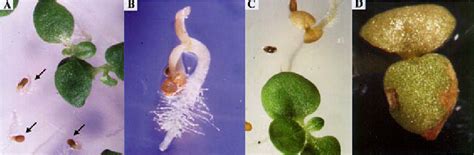 Seedling Lethal Phenotype In Transgenic Nicotiana Tabacum Expressing