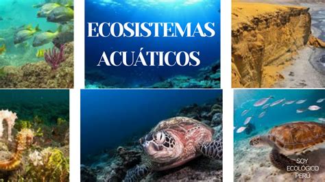 Increible Conoce Sobre Los Ecosistemas Acuáticos Y Terrestres