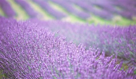 New Zealand Lavender Farm Auckland Lavender Farm Cct Lavender