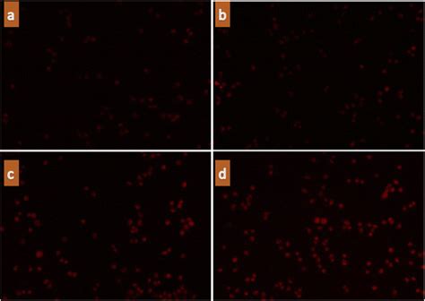 Cellular Uptake Of Free DOX A Free DOX Met B DOX NPs C And