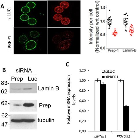 Prep Down Regulation Causes Loss Of Lamin B A Immunofluorescence