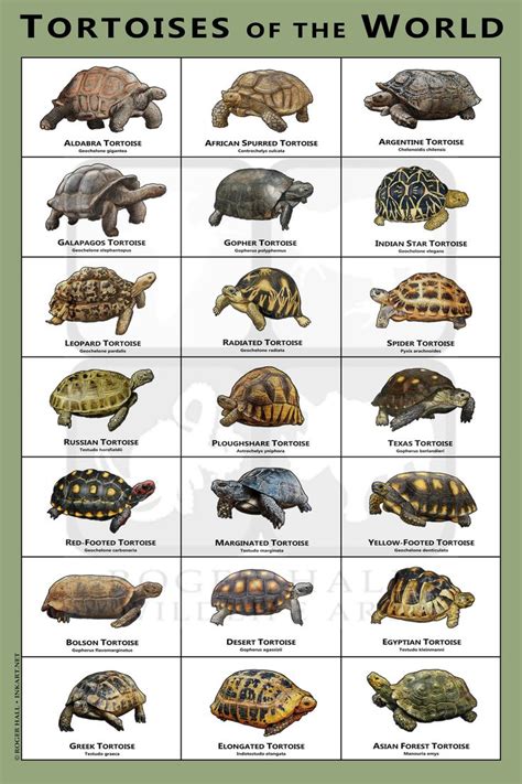 box turtle food web - Tommy Chance