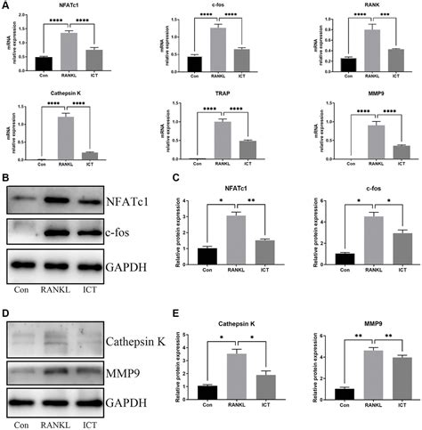 Icaritin Ameliorates Rankl Mediated Osteoclastogenesis And Ovariectomy