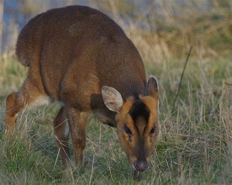 Muntjac Nosher Nervous Muntjac Deer Seen Feeding In Lee Va Flickr