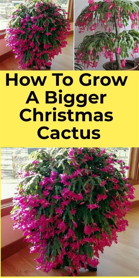 How To Grow A Bigger Christmas Cactus Christmas Cactus Christmas Cactus Plant Christmas