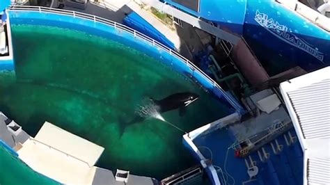 Heartbreaking footage of aquatic animals at Miami Seaquarium in tiny pool - Talker