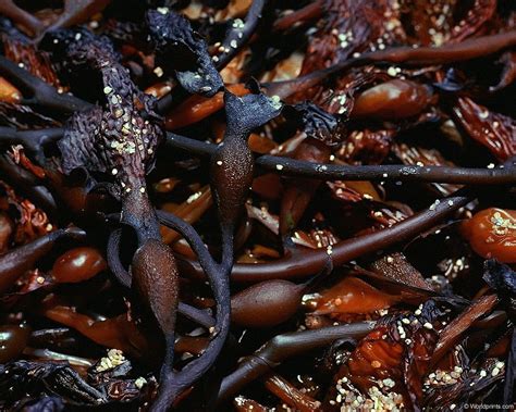 Морская водоросль - обои на рабочий стол HD | Скачать Бесплатно картинки