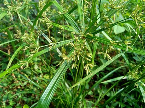 What Is The Best Herbicide To Kill Nutsedge [top 5 Sedge Control Products] Pepper S Home And Garden