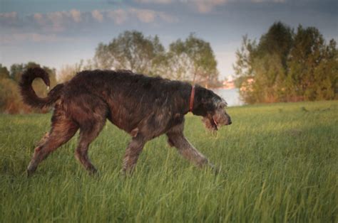 22 Irish Wolfhound Colors To Make Your Day (With Pictures)