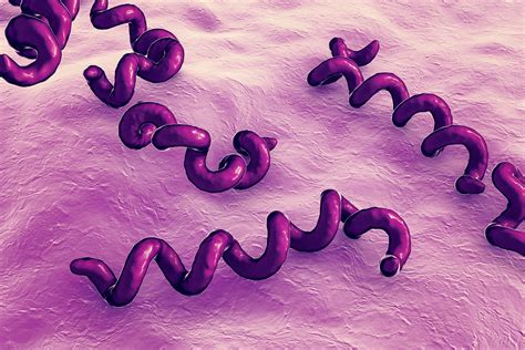 syphilis important information  sexual health
