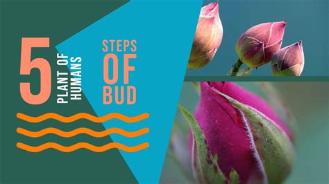 Understanding The Bud Stage A Guide To Plant Growth Youtube