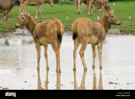 Pere Davids Deer Woburn Hi Res Stock Photography And Images Alamy