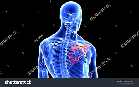 Human Left Right Scapula Bone Anatomy Stock Illustration 2203734457 | Shutterstock