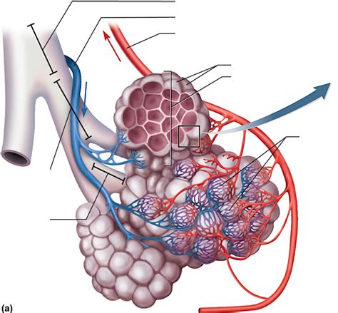 Alveoli Diagram Quizlet