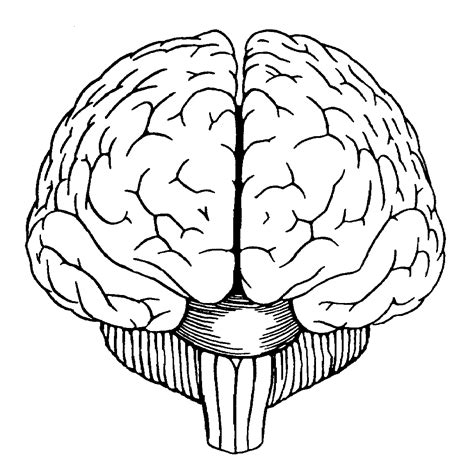 Brain Diagram Front View Anatomy Coloring Book Coloring Books