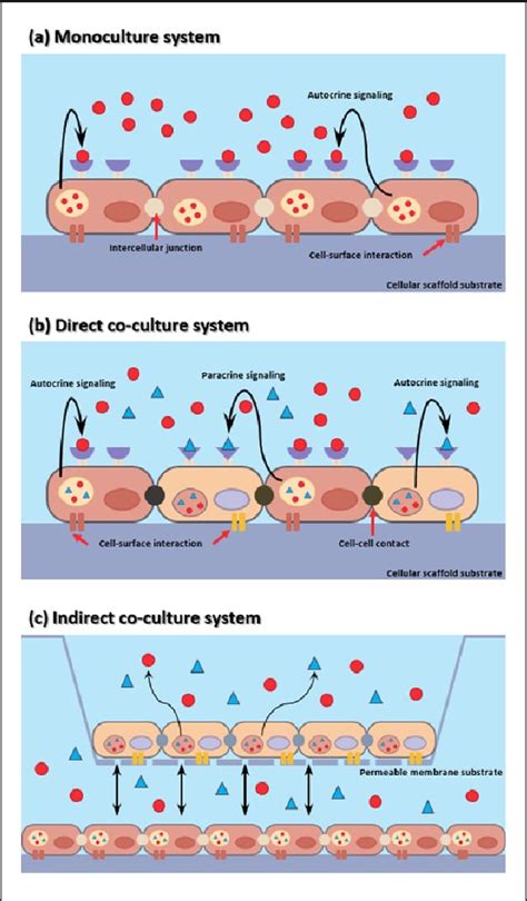 Figure 1 From Design Of Biomimetic Cellular Scaffolds For Co Culture