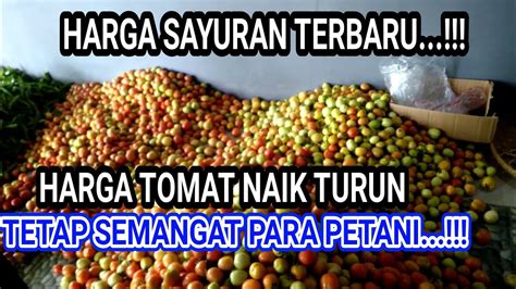 HARGA TOMAT HARI INI DI BAKUL PENGEPUL MALAM INI YouTube