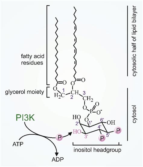 Schematic Representation Of The Pi K Lipid Kinase Activity Activation