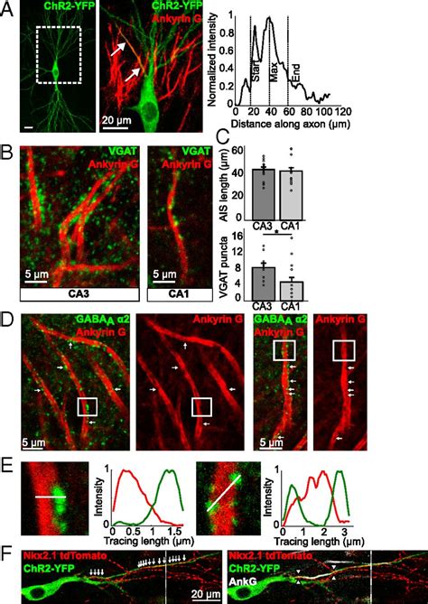 Activity Dependent Mismatch Between Axo Axonic Synapses And The Axon