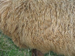 Shetland Fleece Types