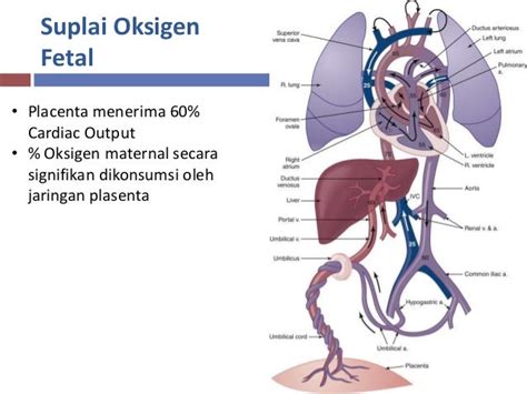 Fetal Distress Dan Asfiksia Neonatorum