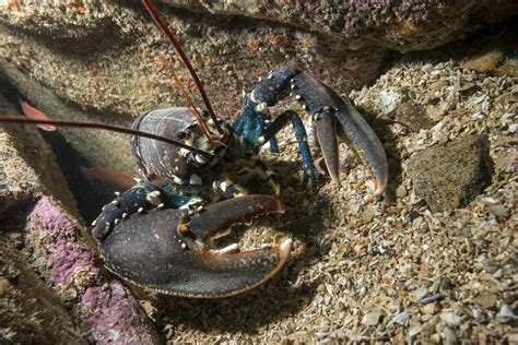 9 Fascinating Lobster Facts