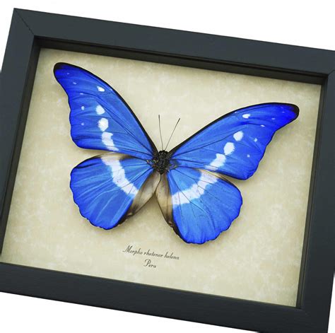 Morpho Rhetenor Helena Framed Blue Morpho Butterfly Taxidermy