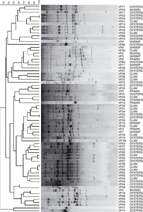 Dendrogram Showing Random Amplified Polymorphic Dna Profiles Of