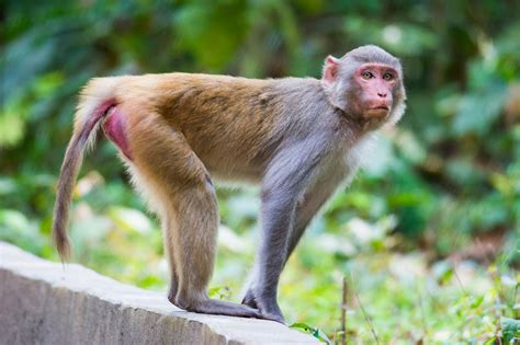 Rhesus macaque (Macaca mulatta)