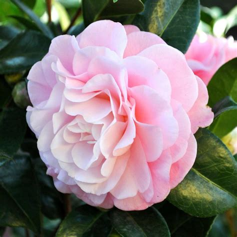 Camellia Japonica Nuccio S Cameo Camelia Vendita Piante Online