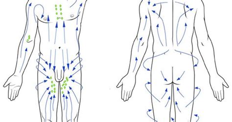 Lymphatic Drainage Flowchart Body Pinterest Cupping Massage