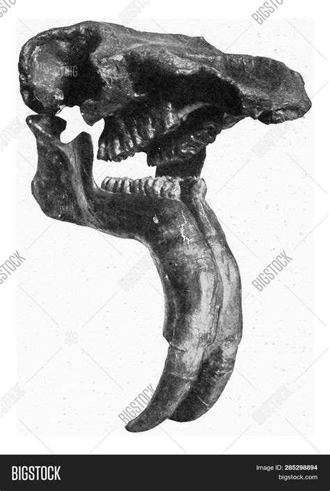 Deinotherium Giganteum Skull