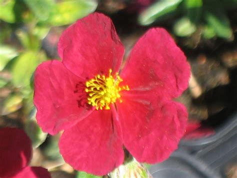 Helianthemum Red Orient Nummularium X Apenninum Staudengärtnerei