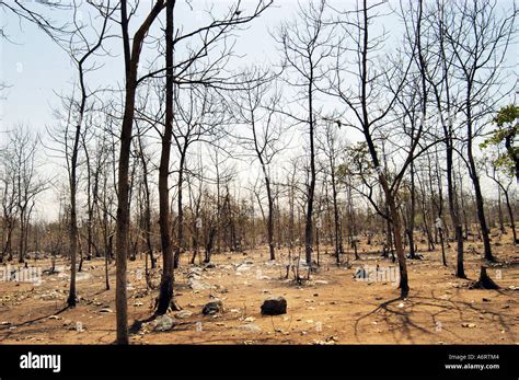 ASB77350 dry forest during summer season on the National Highway 7 ...