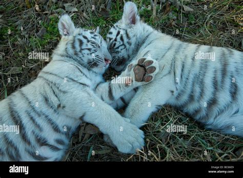 Bengal Tiger Cubs resting in the grass Nashville Zoo at Grassmere ...