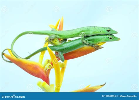 Two Emerald Tree Skinks Are Preparing To Mate Stock Image Image Of
