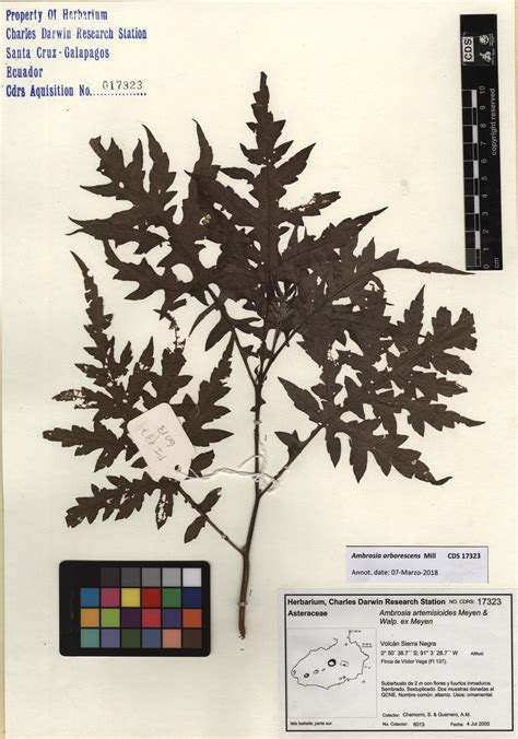 ambrosia arborescens