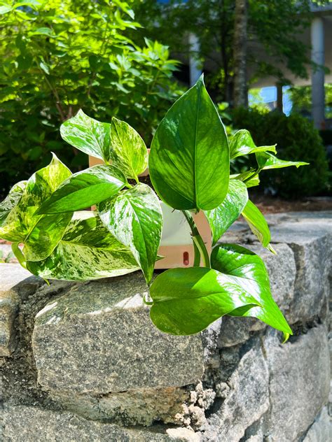 Square Self Watering Pot Wall Mountable Propagation Diaries