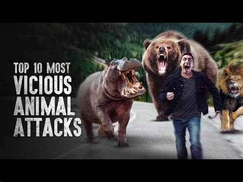 Worlds Scariest Animals Attacks