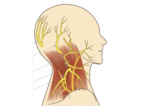 Occipital Nerve Branches Quiz